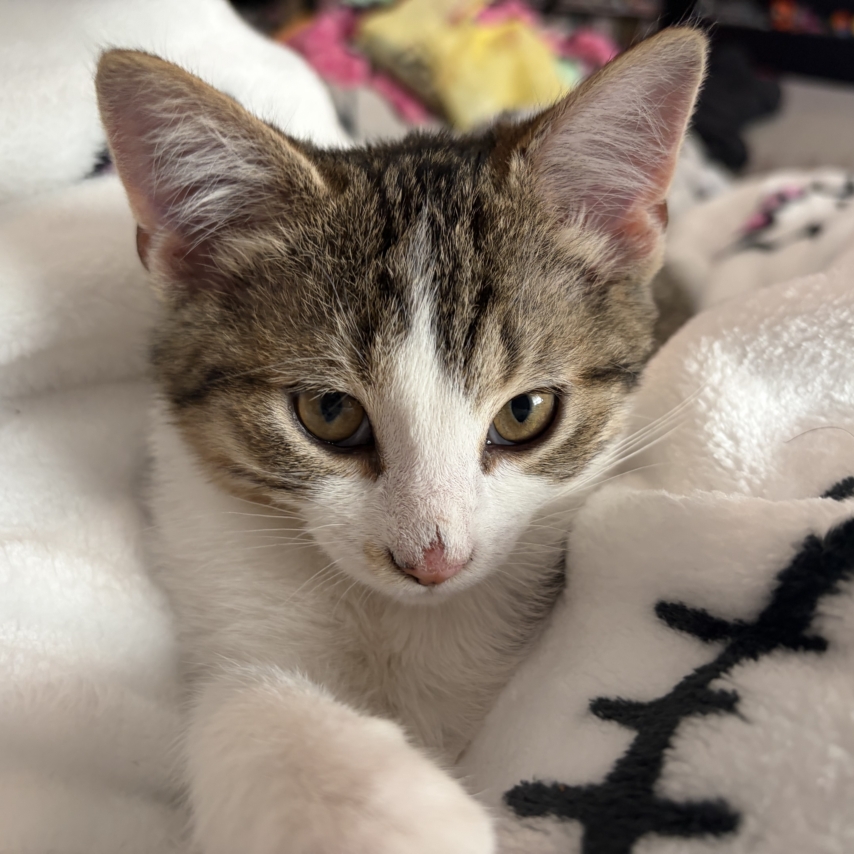 cat named Nugget