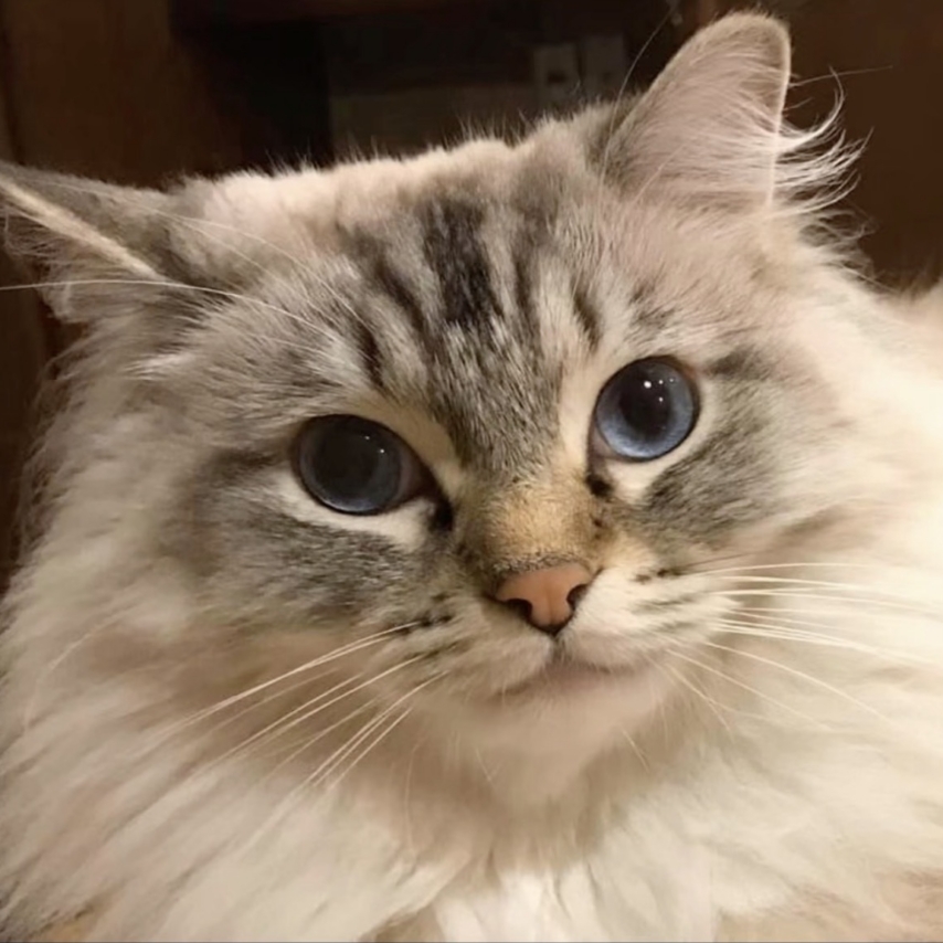 cat named Yeti