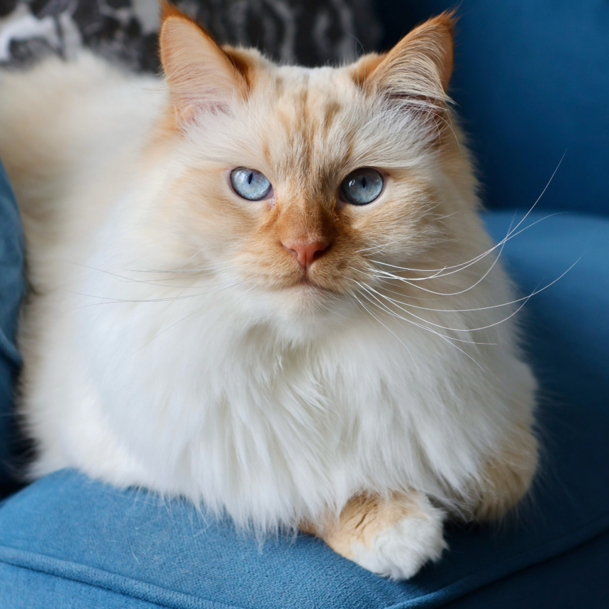 chat nommé Misha