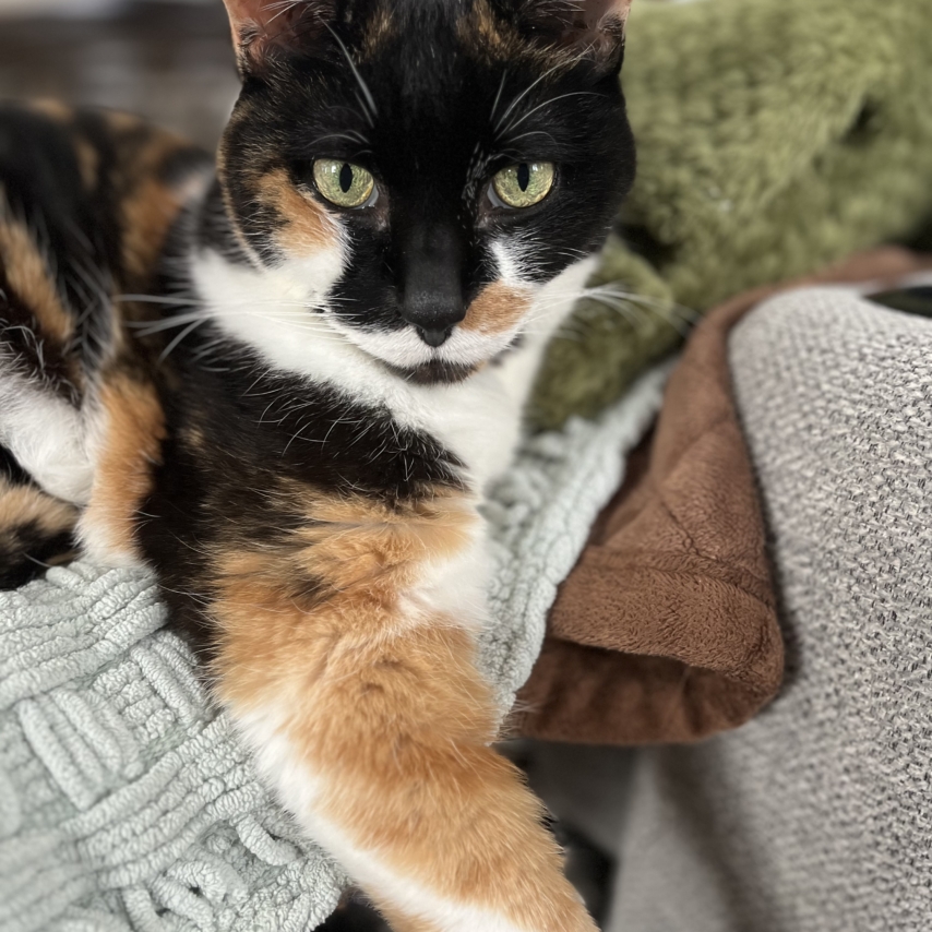 chat nommé Mazzy