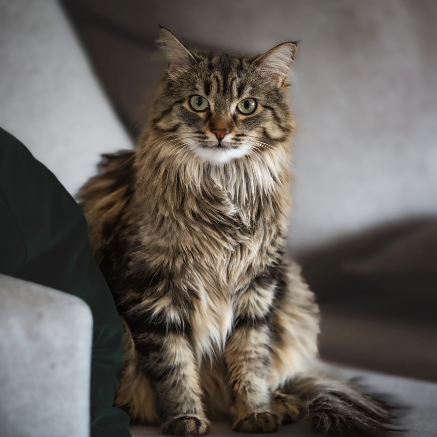 chat nommé Maple