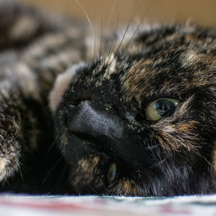 cat named Lyra