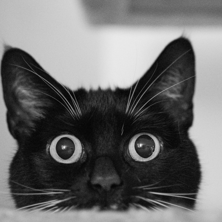 cat named Donna