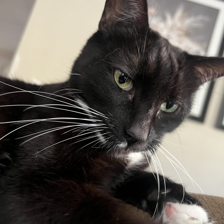 cat named Hunter