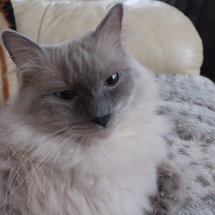 cat named Baloo