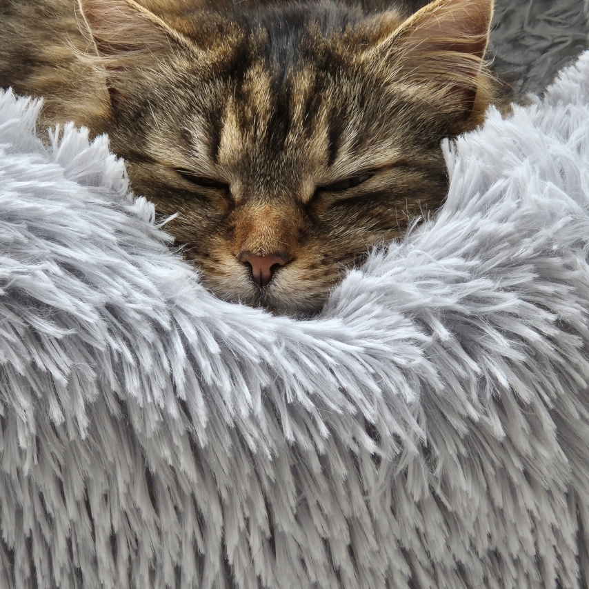 cat named Willow