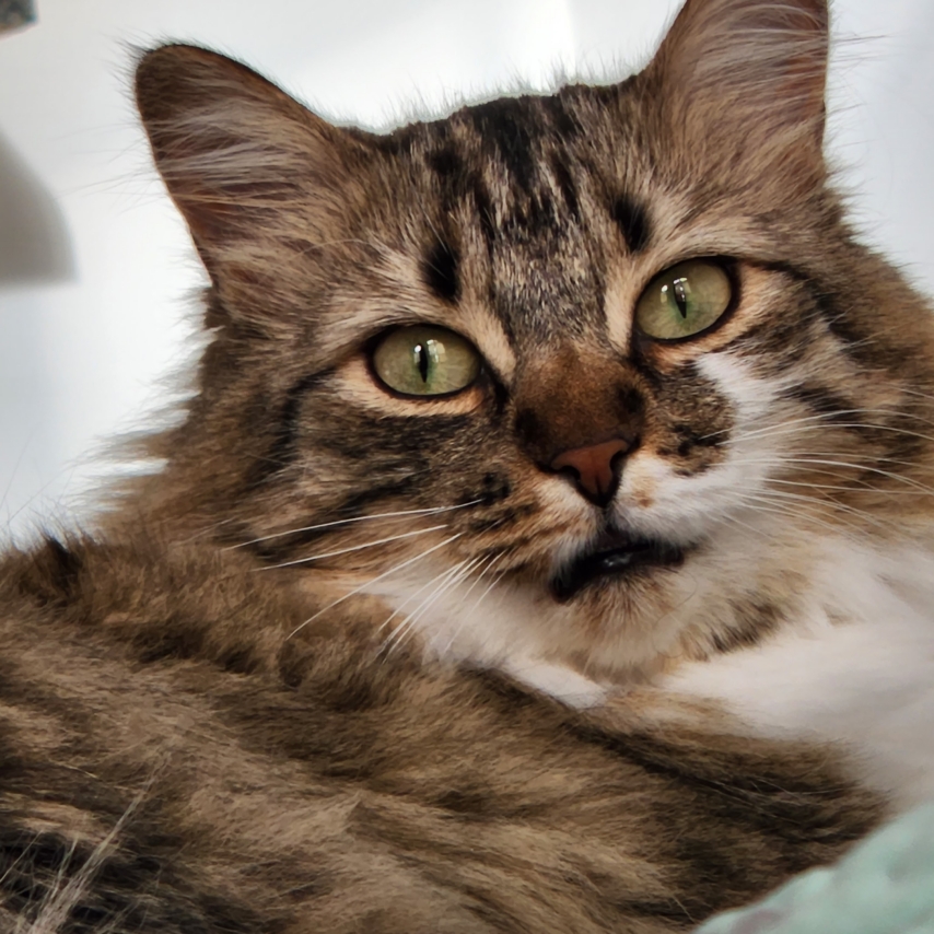 cat named Mahlia