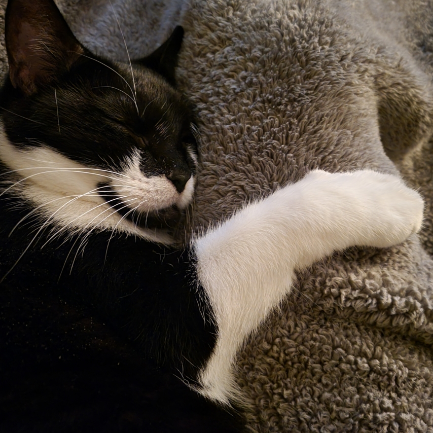 cat named Texas