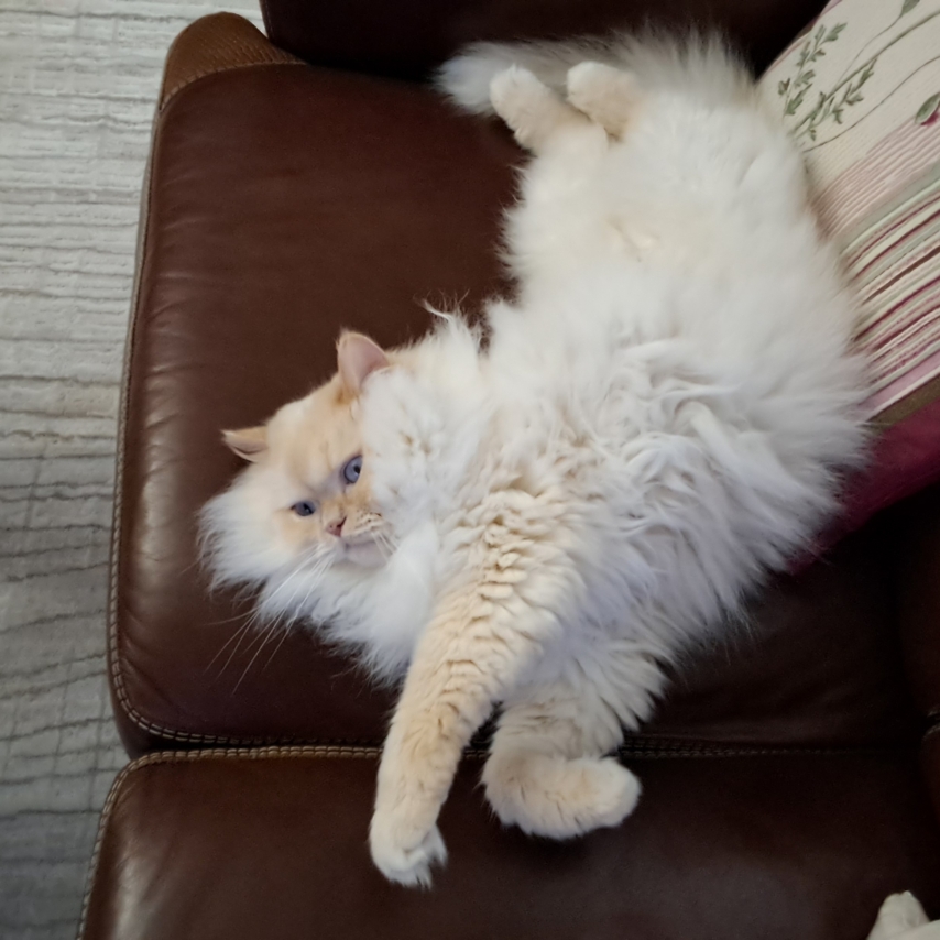 chat nommé Marcus