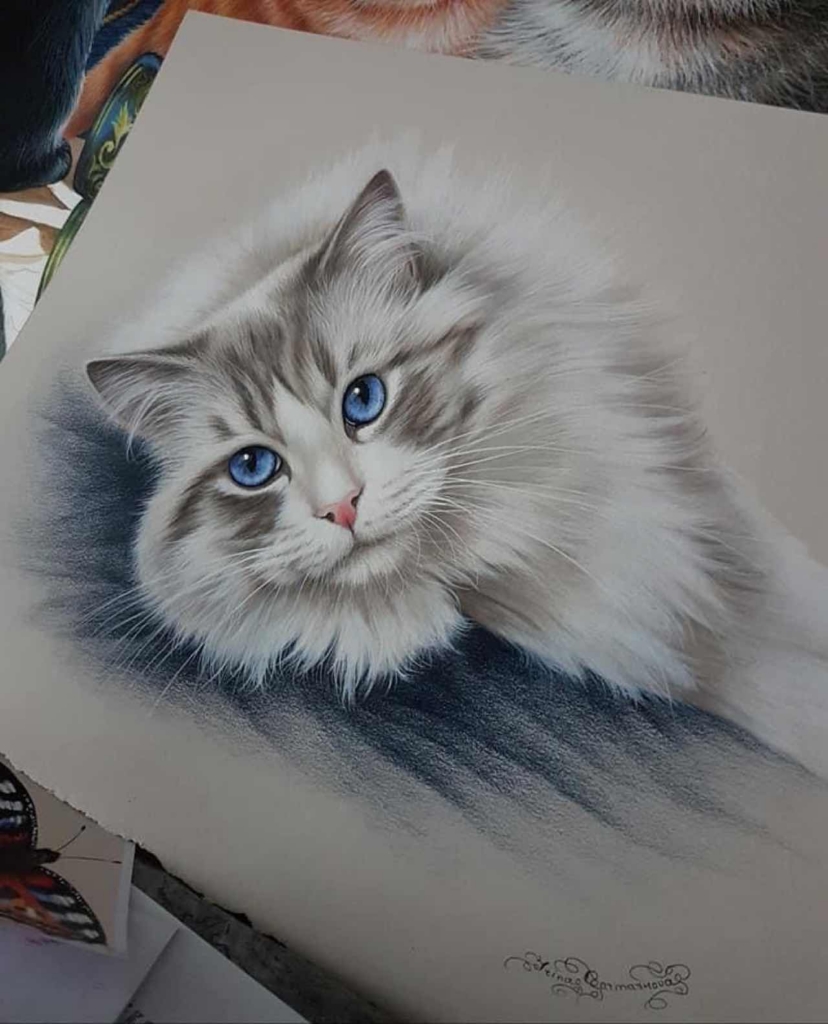 A realistic colored pencil drawing of a fluffy white and grey cat with striking blue eyes resting on a dark surface
