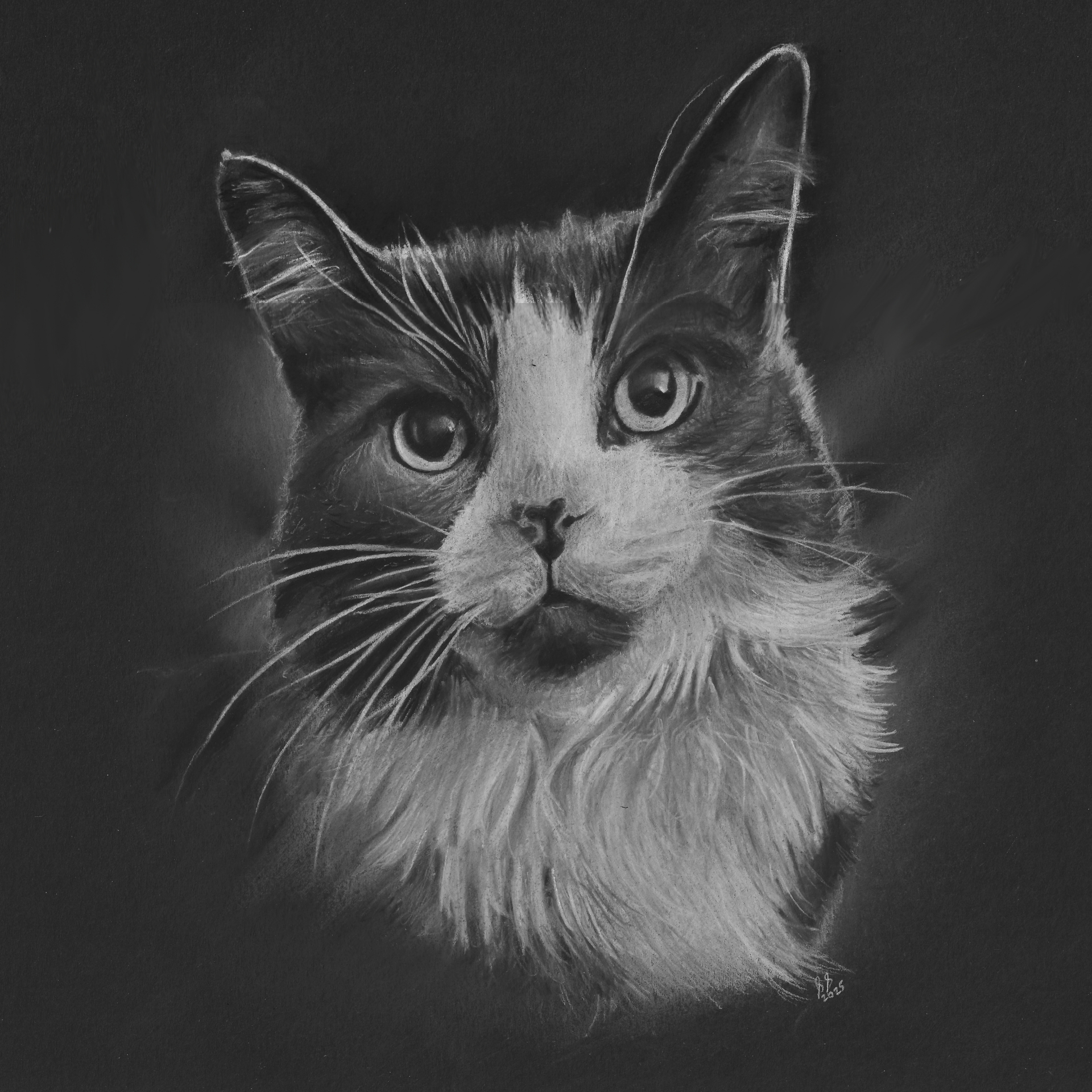 Cat art entry