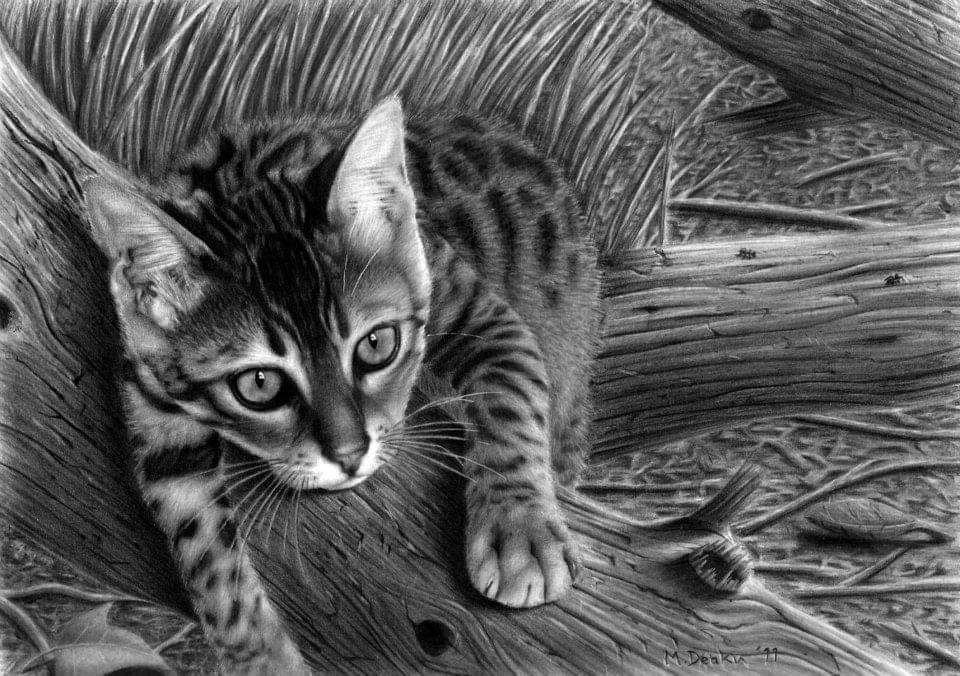 Cat art entry