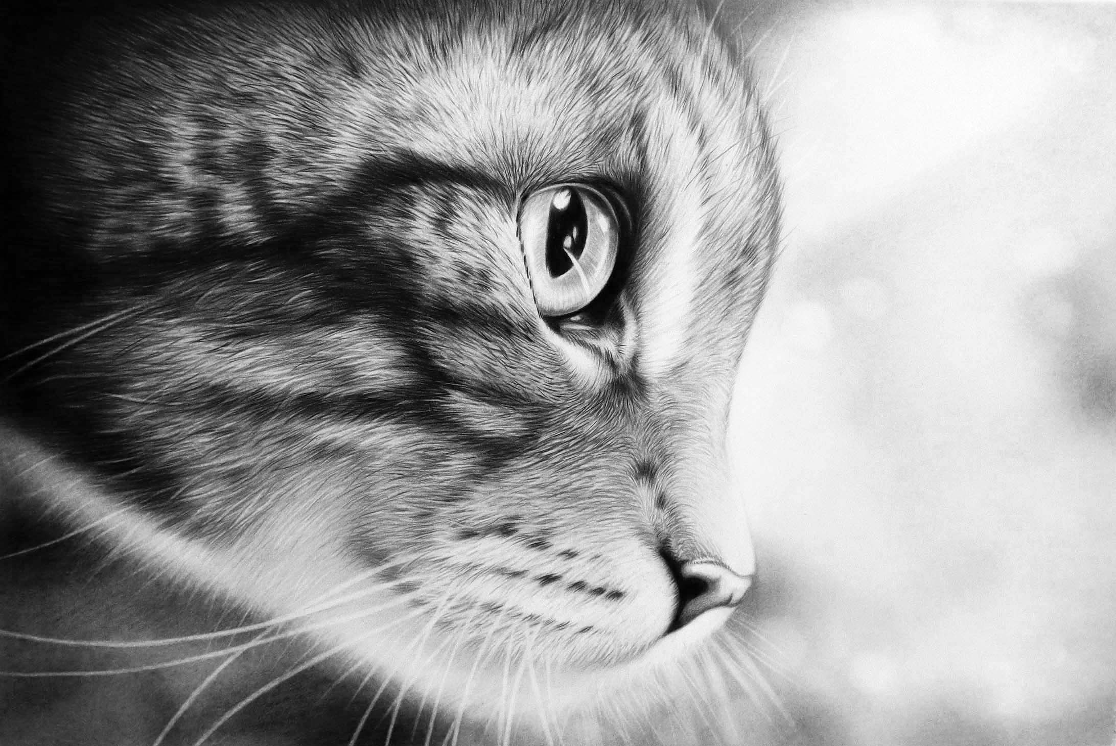 Cat art entry