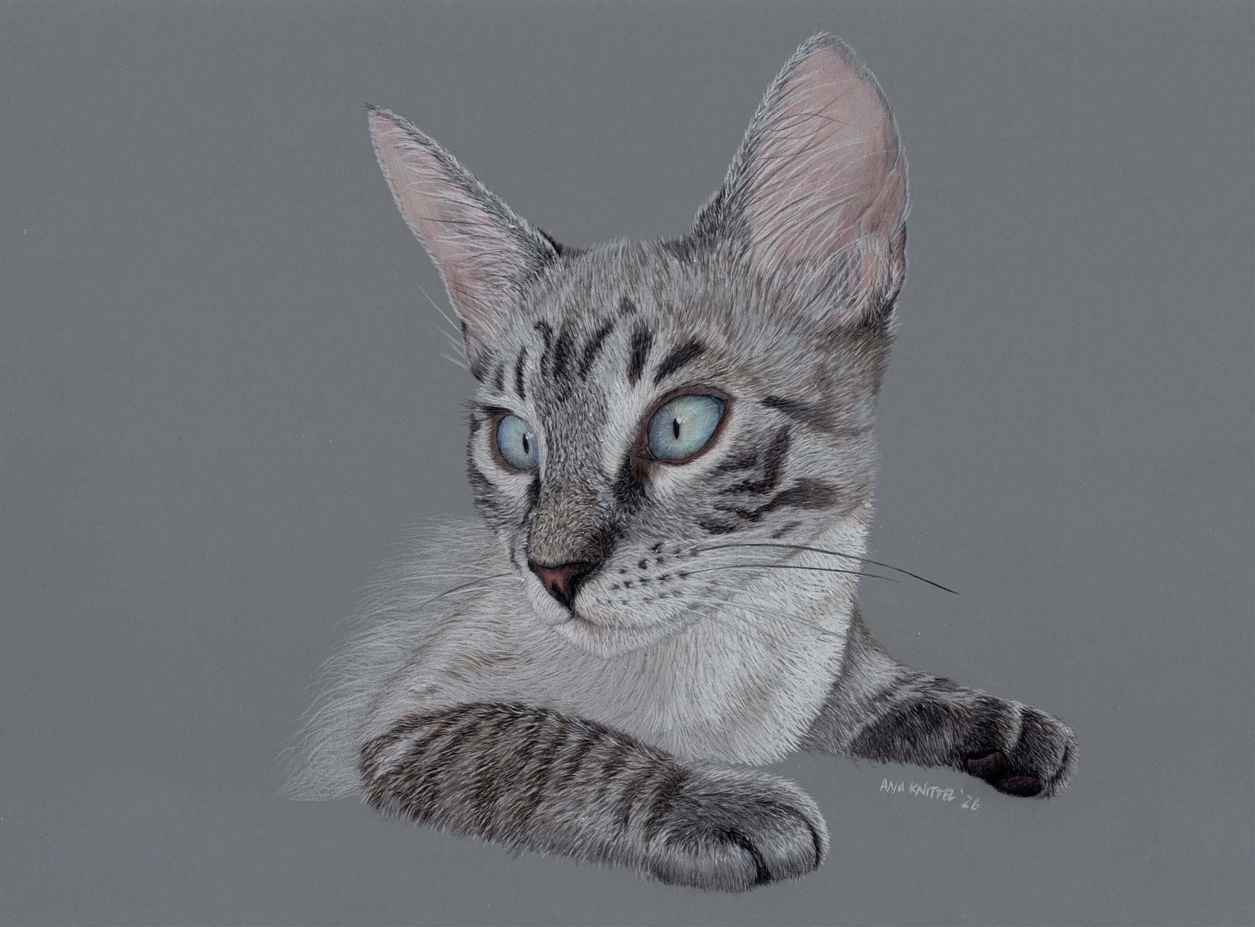 Cat art entry