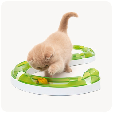 A light brown kitten playing with a green and white S-shaped cat toy track containing a yellow ball