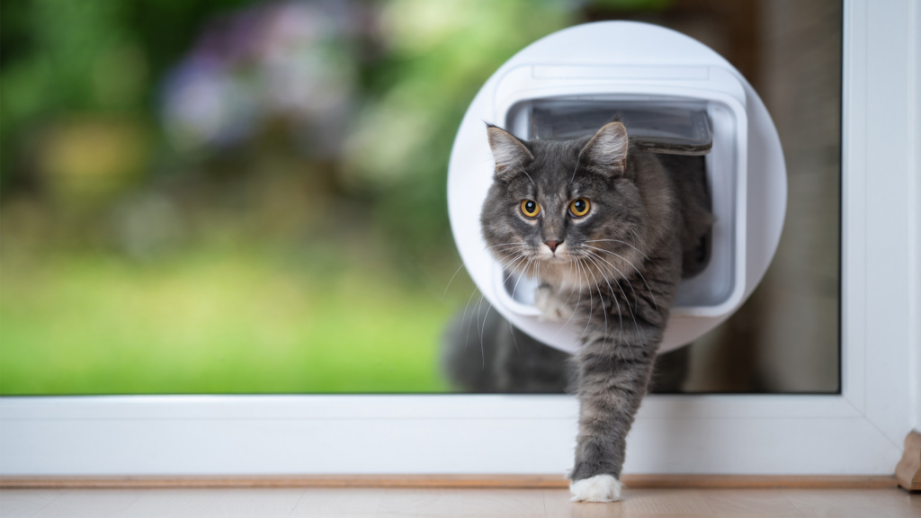 What’s the Difference Between Indoor and Outdoor Cat Food?