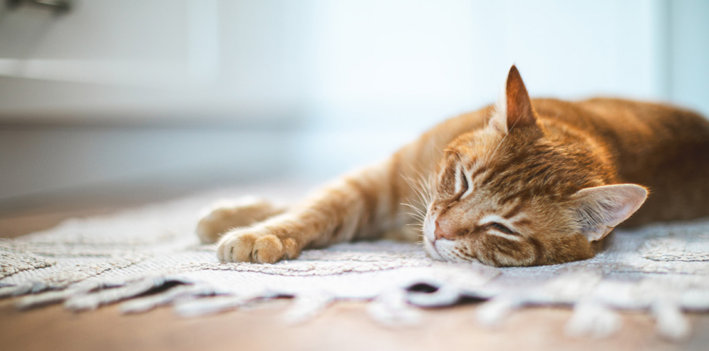 An orange tabby cat sleeping peacefully on a textured rug