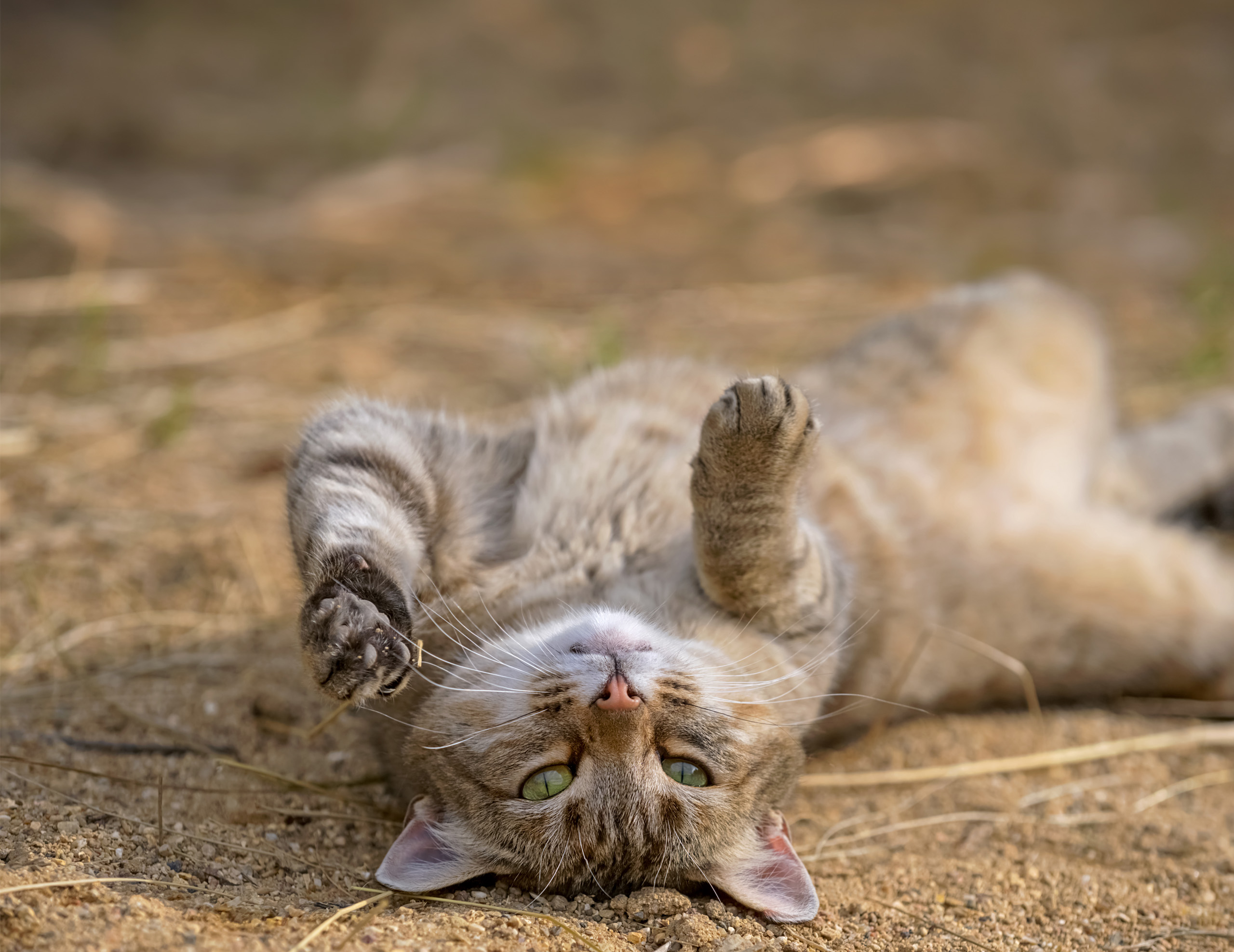 A tabby cat lying on its back in the dirt with its paws raised