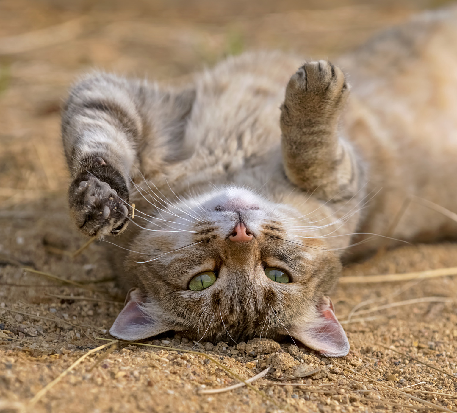 A brown tabby cat lying on its back in the dirt with its paws in the air