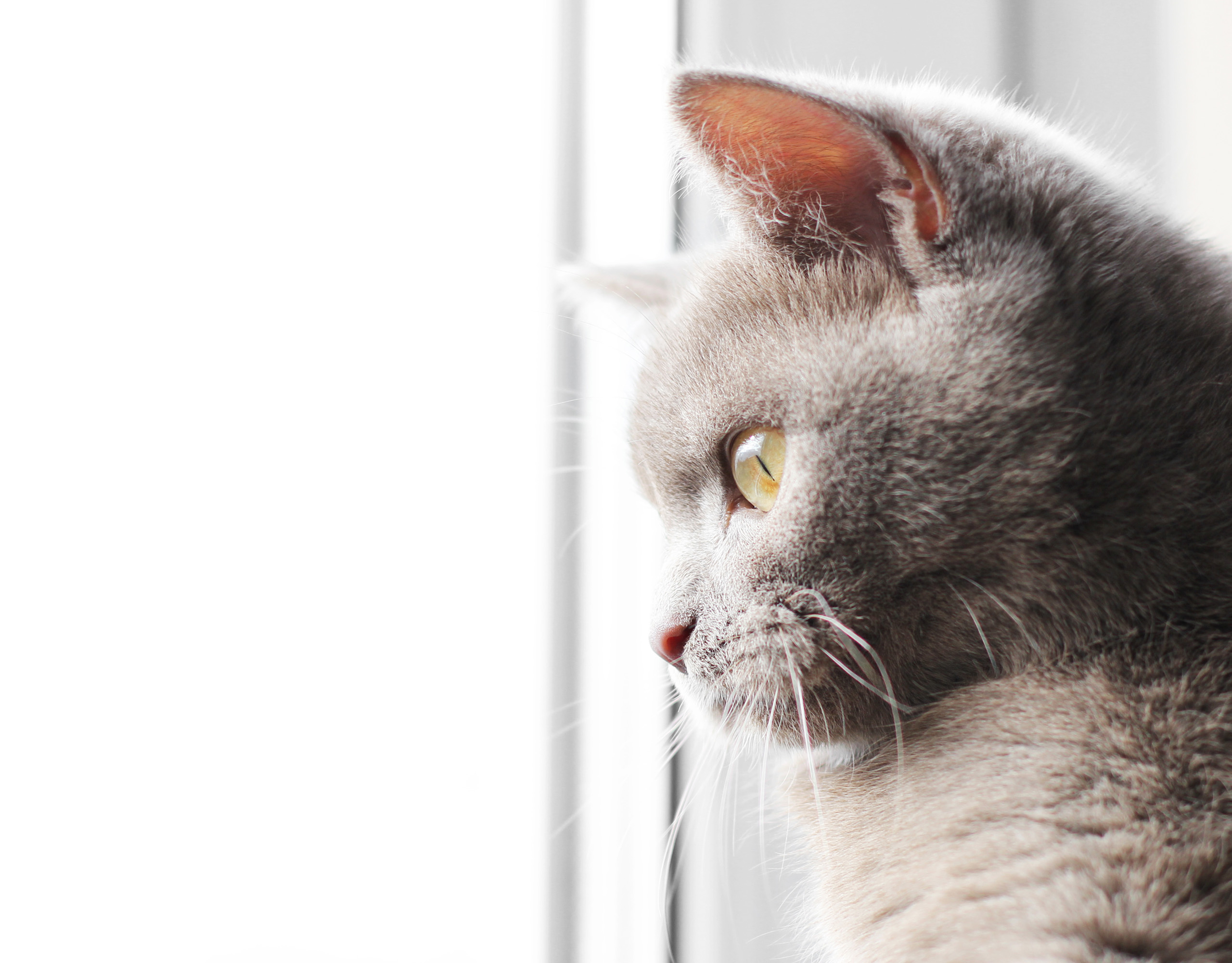 A grey cat looking out a window