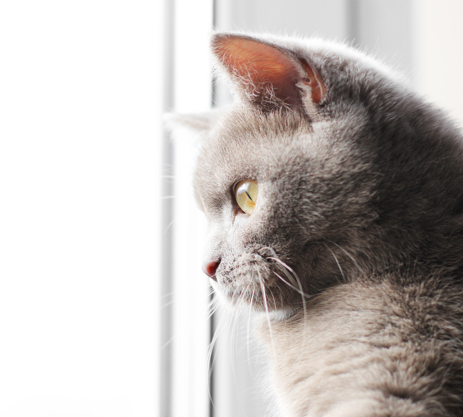A gray cat looking out a window