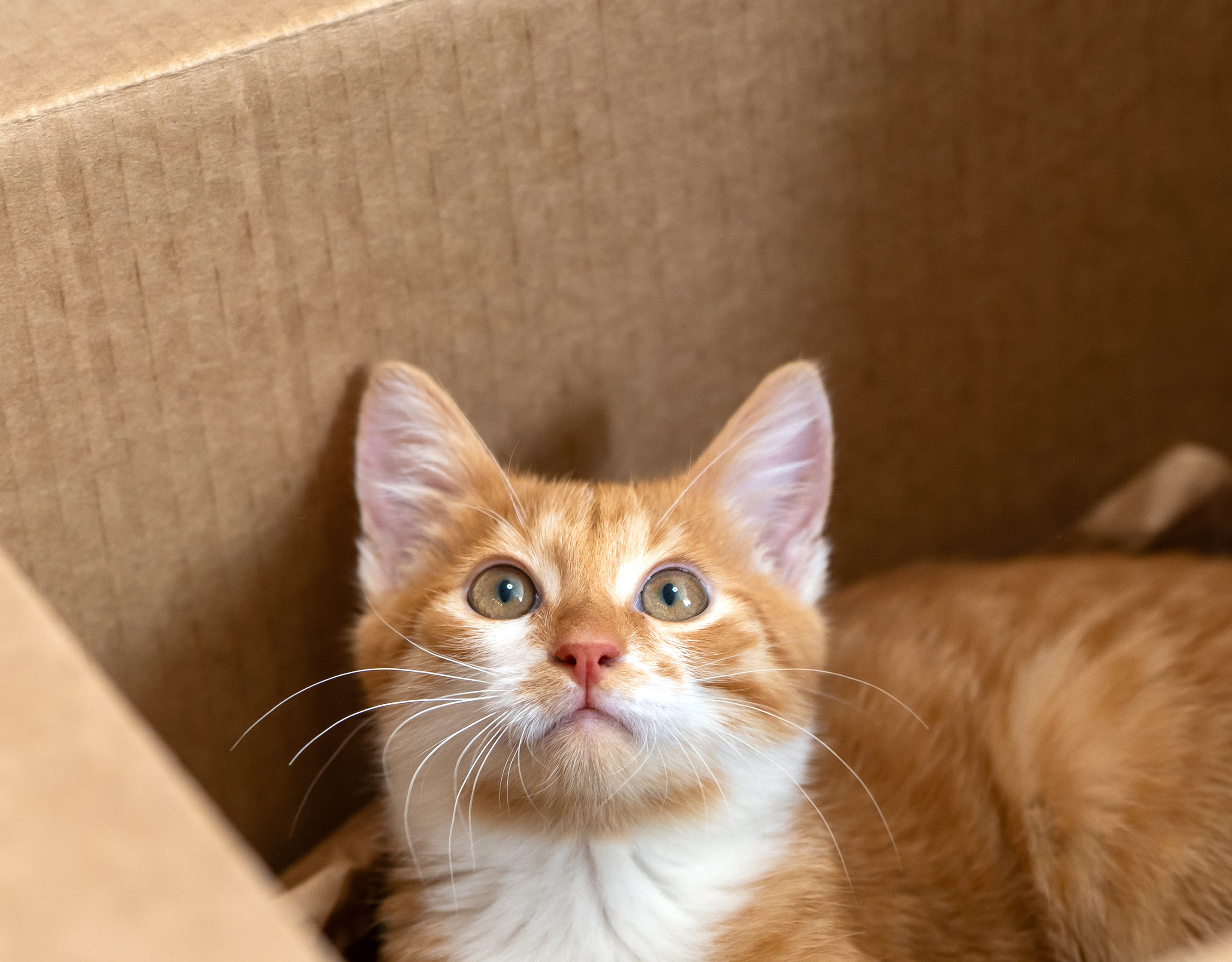 An orange and white kitten looking upward while sitting inside a cardboard box