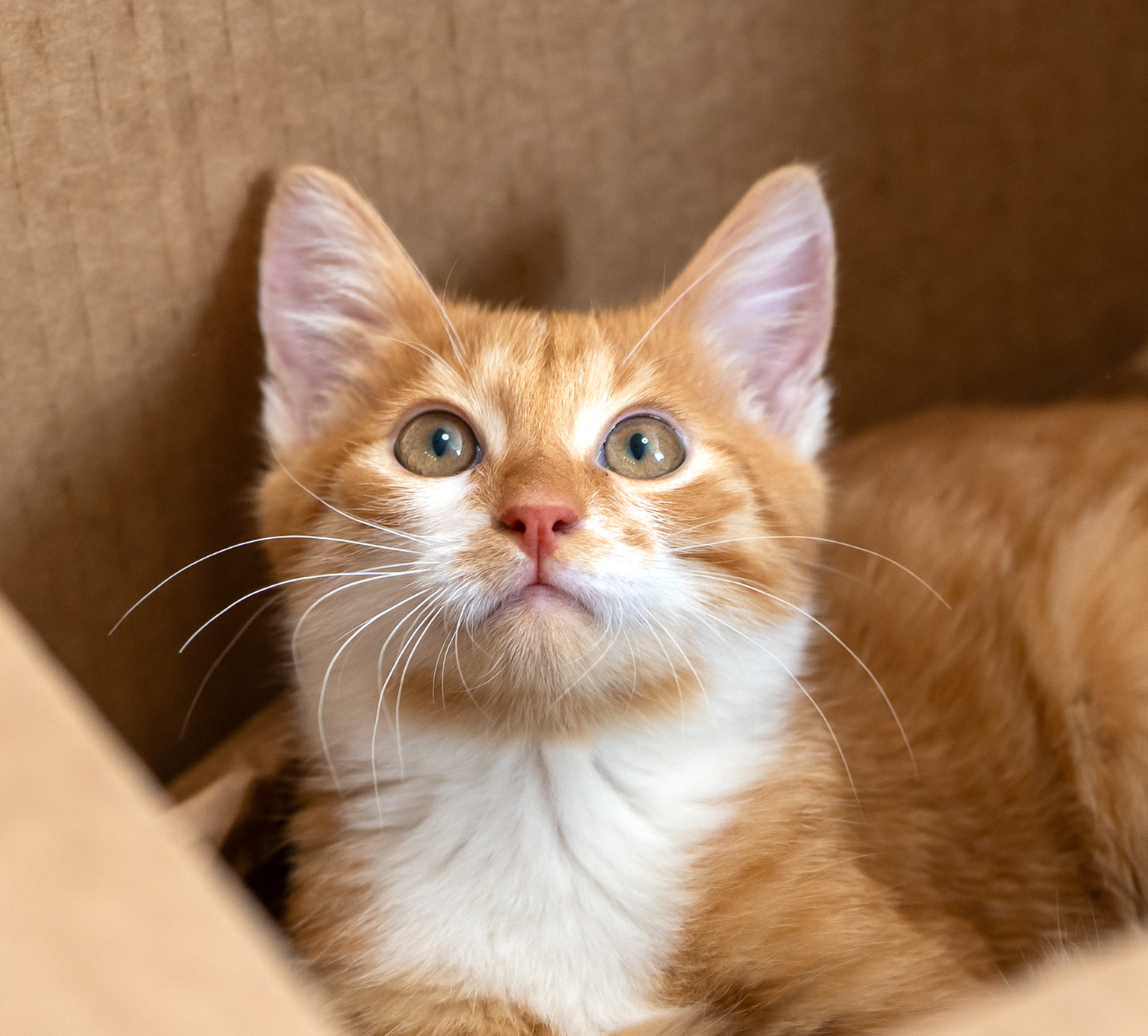 Ginger and white kitten looking upward from inside a cardboard box