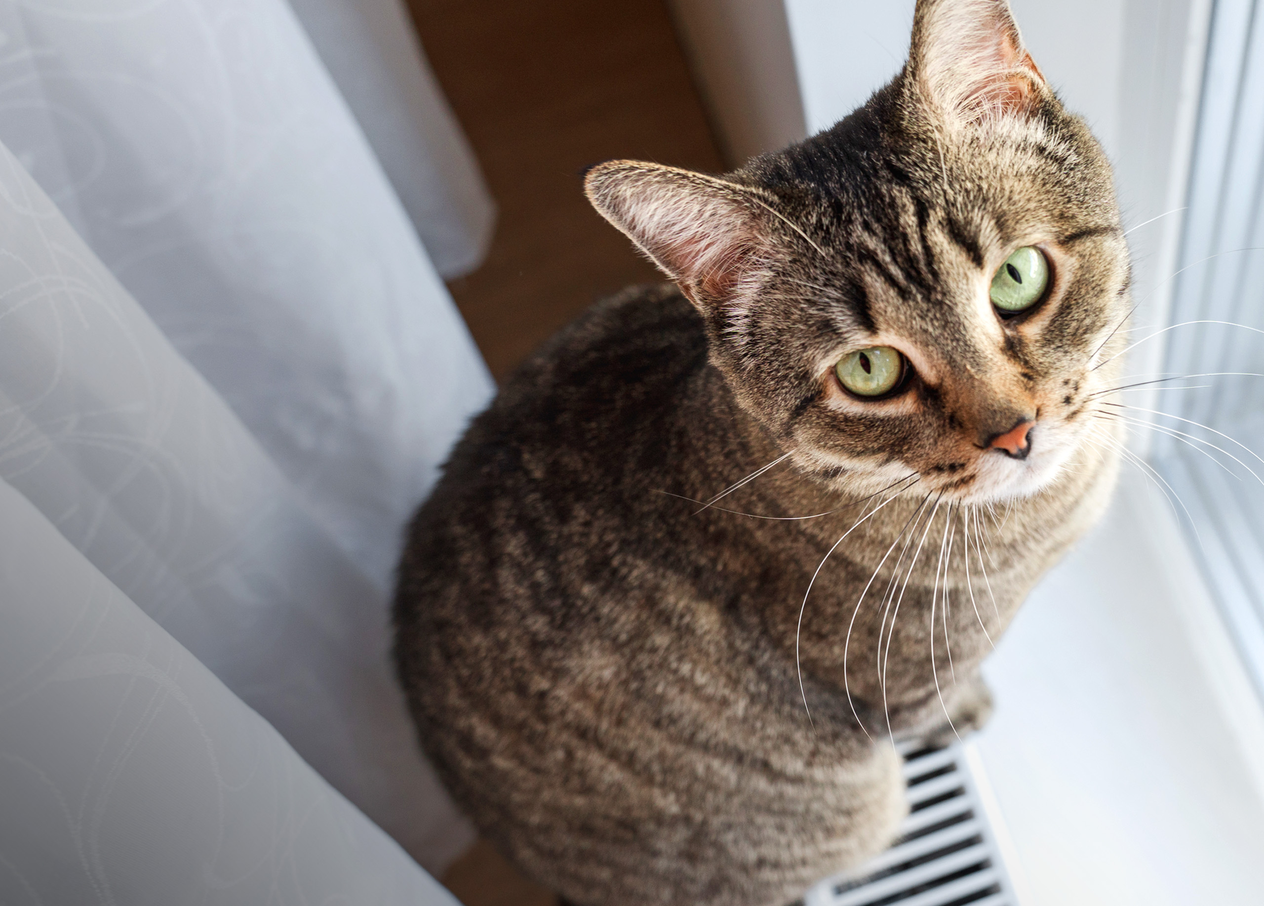 A tabby cat with green eyes sitting on a windowsill next to a white curtain