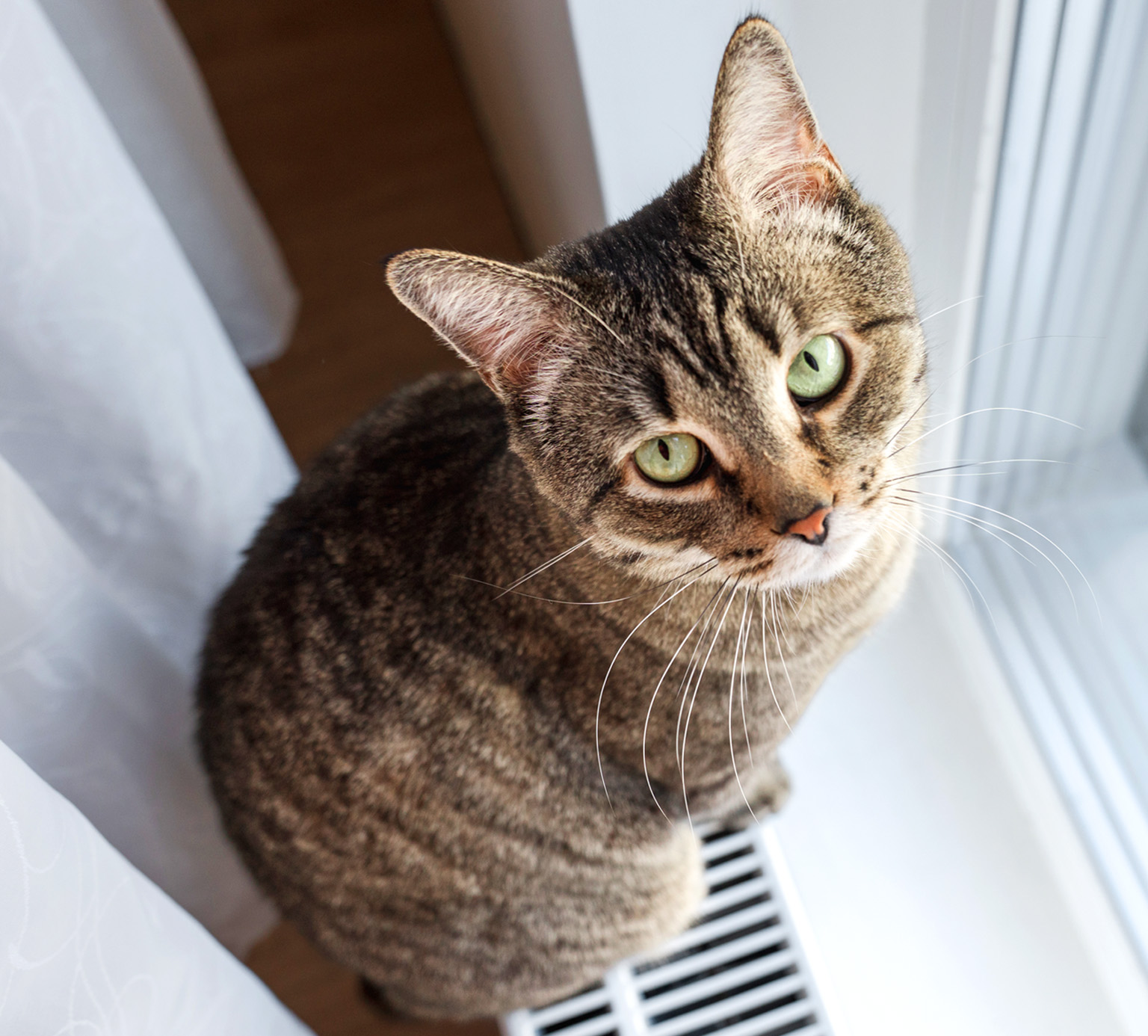 A brown tabby cat sitting on a windowsill looking up at the camera