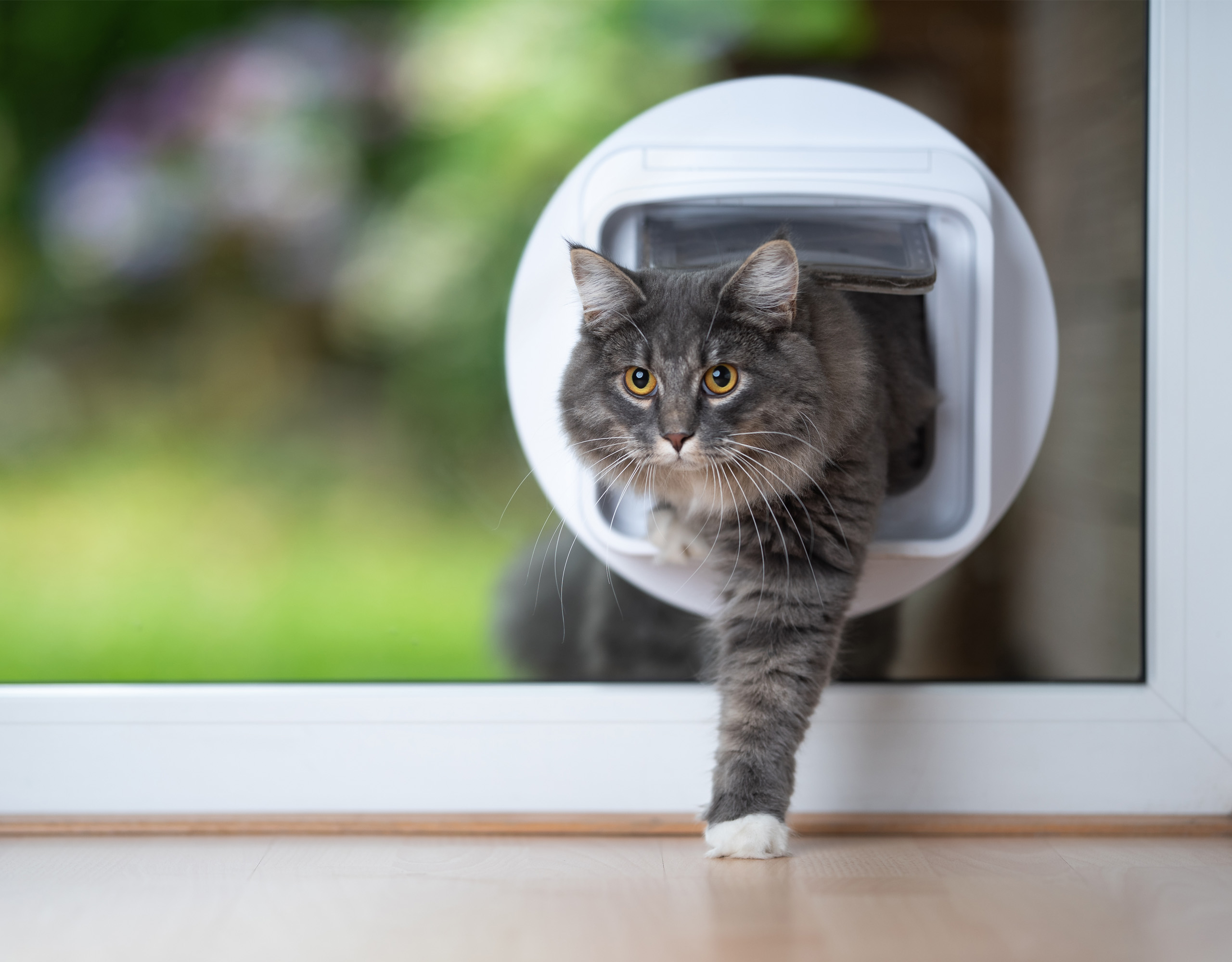 A fluffy gray cat stepping through a circular pet door installed in a glass door