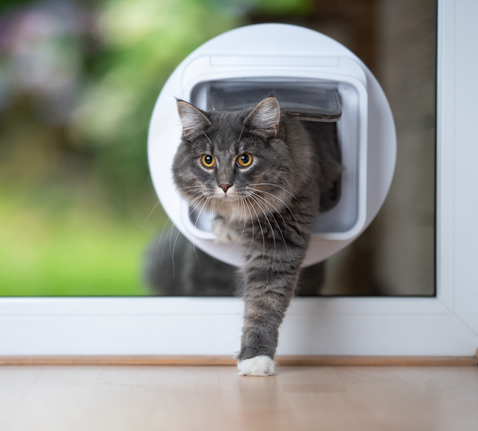 A fluffy grey cat stepping through a circular cat flap installed in a glass door
