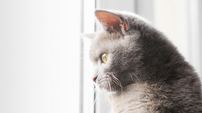 A gray cat looking out a window