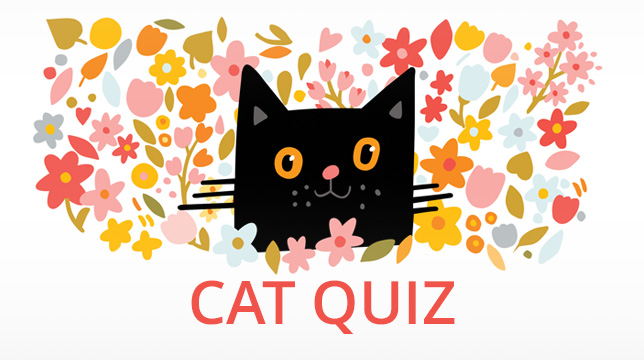 A graphic featuring a black cat illustration surrounded by colorful flowers with the text Cat Quiz below