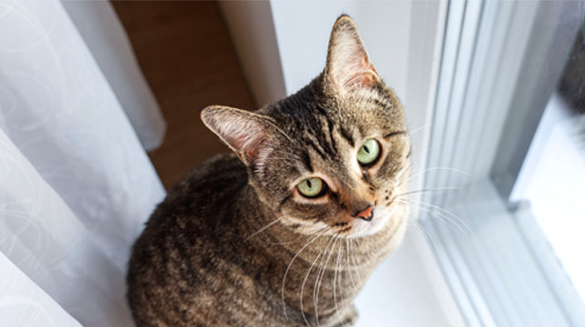 A brown tabby cat looking up at the camera while sitting near a window next to a white curtain