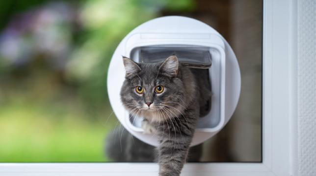 A fluffy grey tabby cat stepping through a circular cat flap installed in a glass door