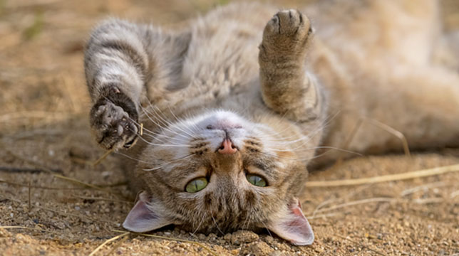 A tabby cat lying on its back in the dirt with its paws raised in the air