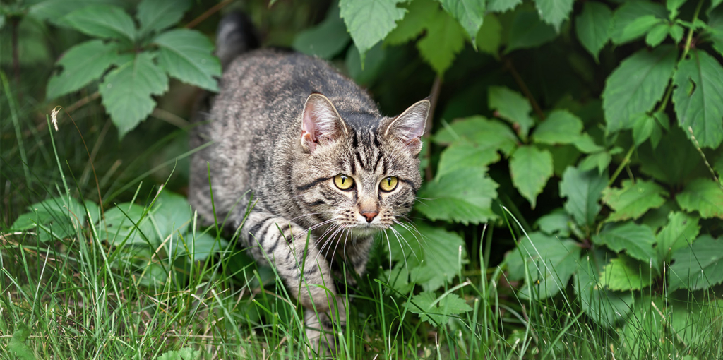 Tabby cat stalking through green grass and foliage