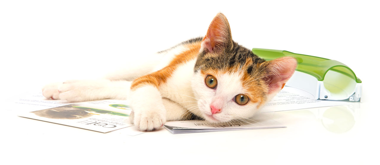 A calico kitten lying on a Catit product manual next to a green Catit fountain component