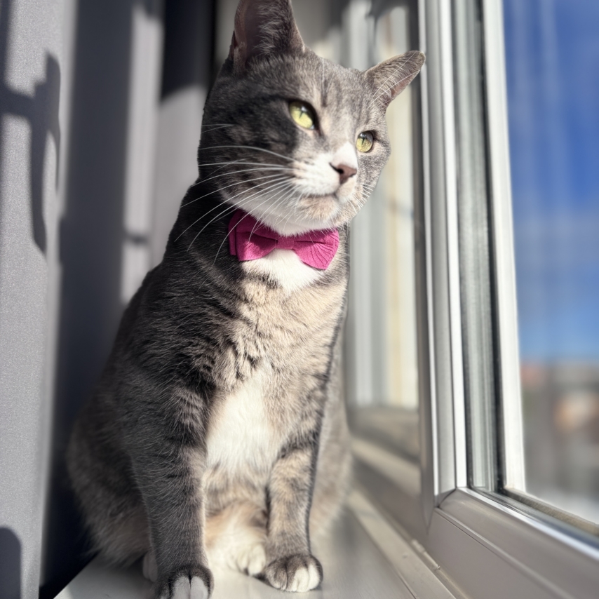 cat named Sylvie
