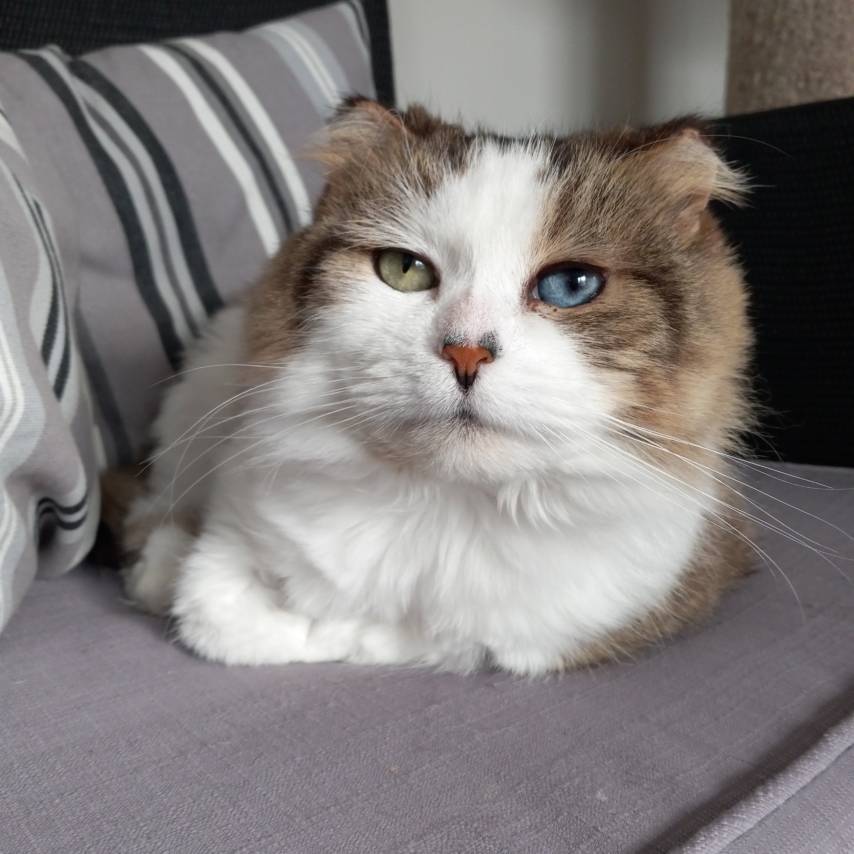 chat nommé Angie