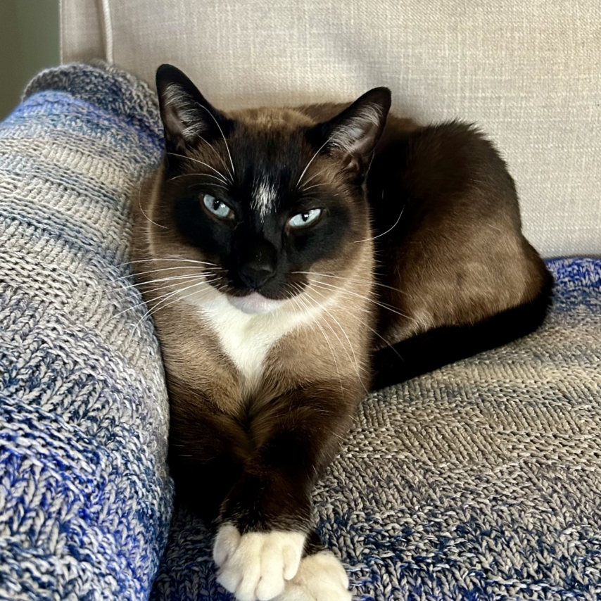cat named Sydney