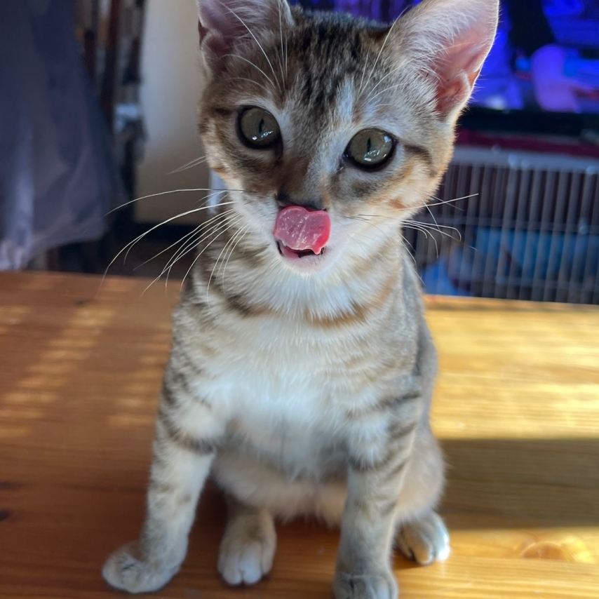 cat named Xus