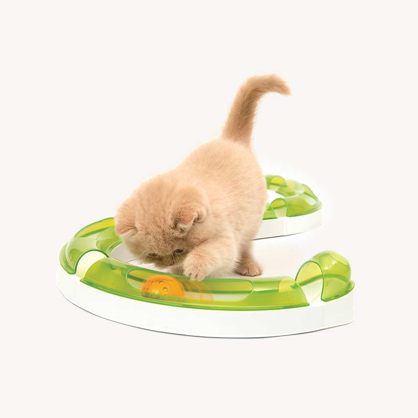 A light-colored kitten playing with a Catit Senses circuit toy with an orange ball inside