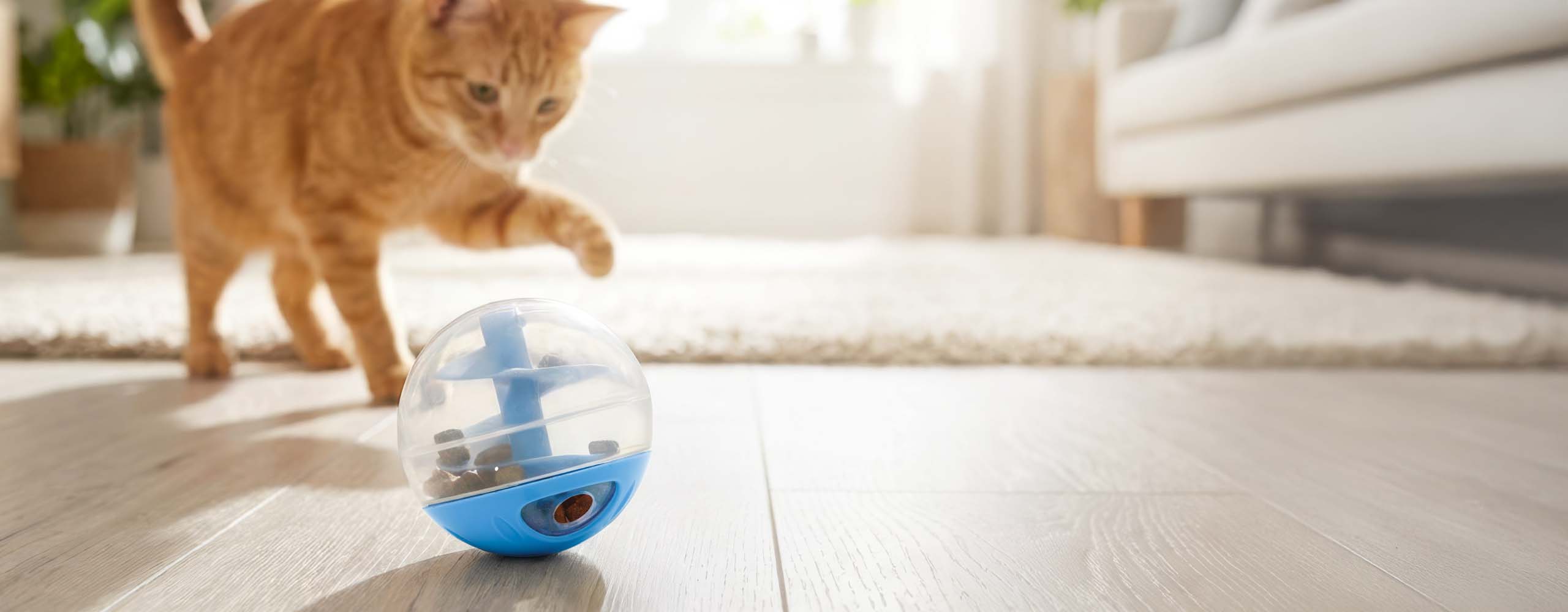 An orange tabby cat reaches out to play with a blue and clear plastic treat-dispensing ball toy on a wooden floor