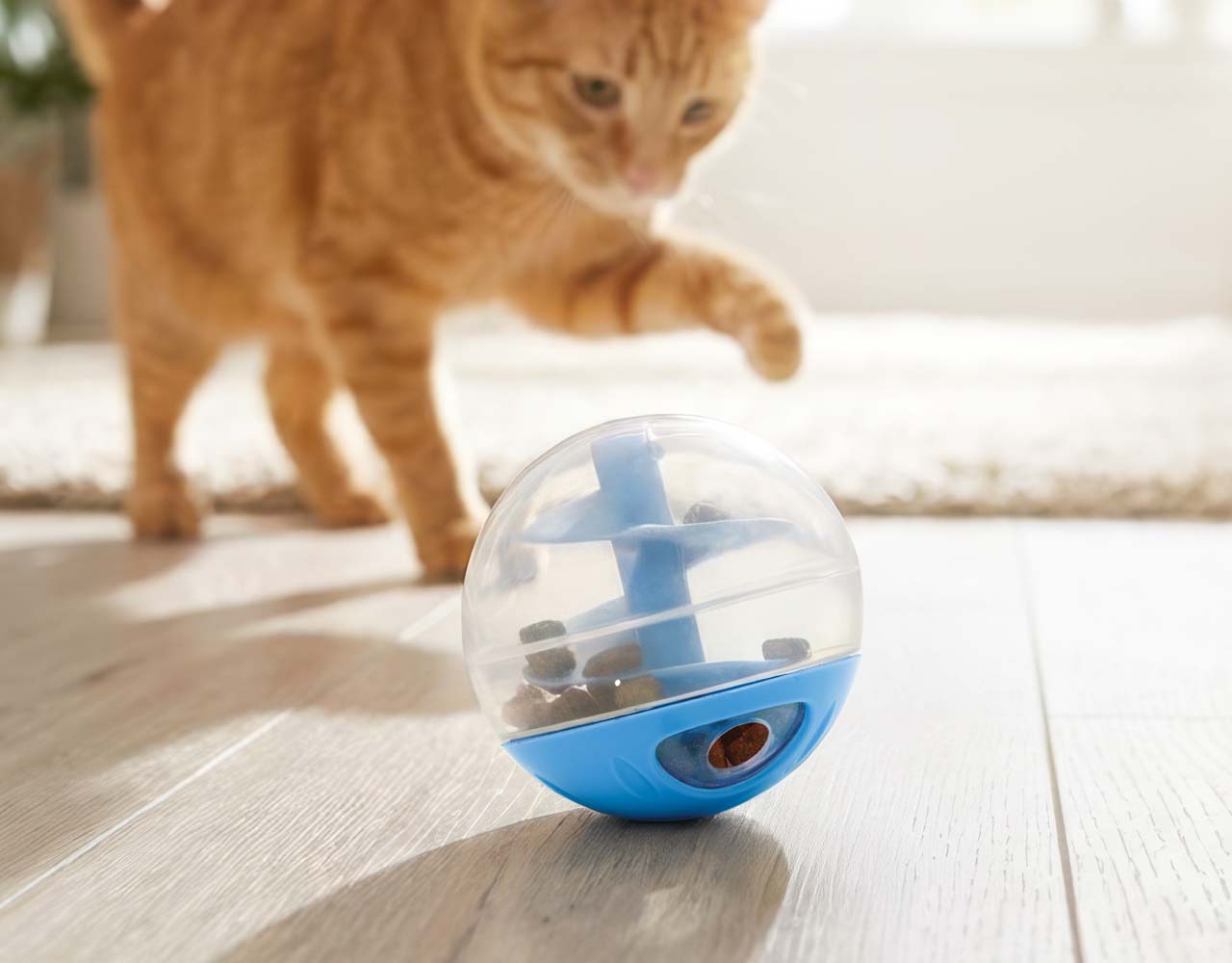 An orange tabby cat reaches toward a clear and blue plastic treat-dispensing ball toy on a wooden floor