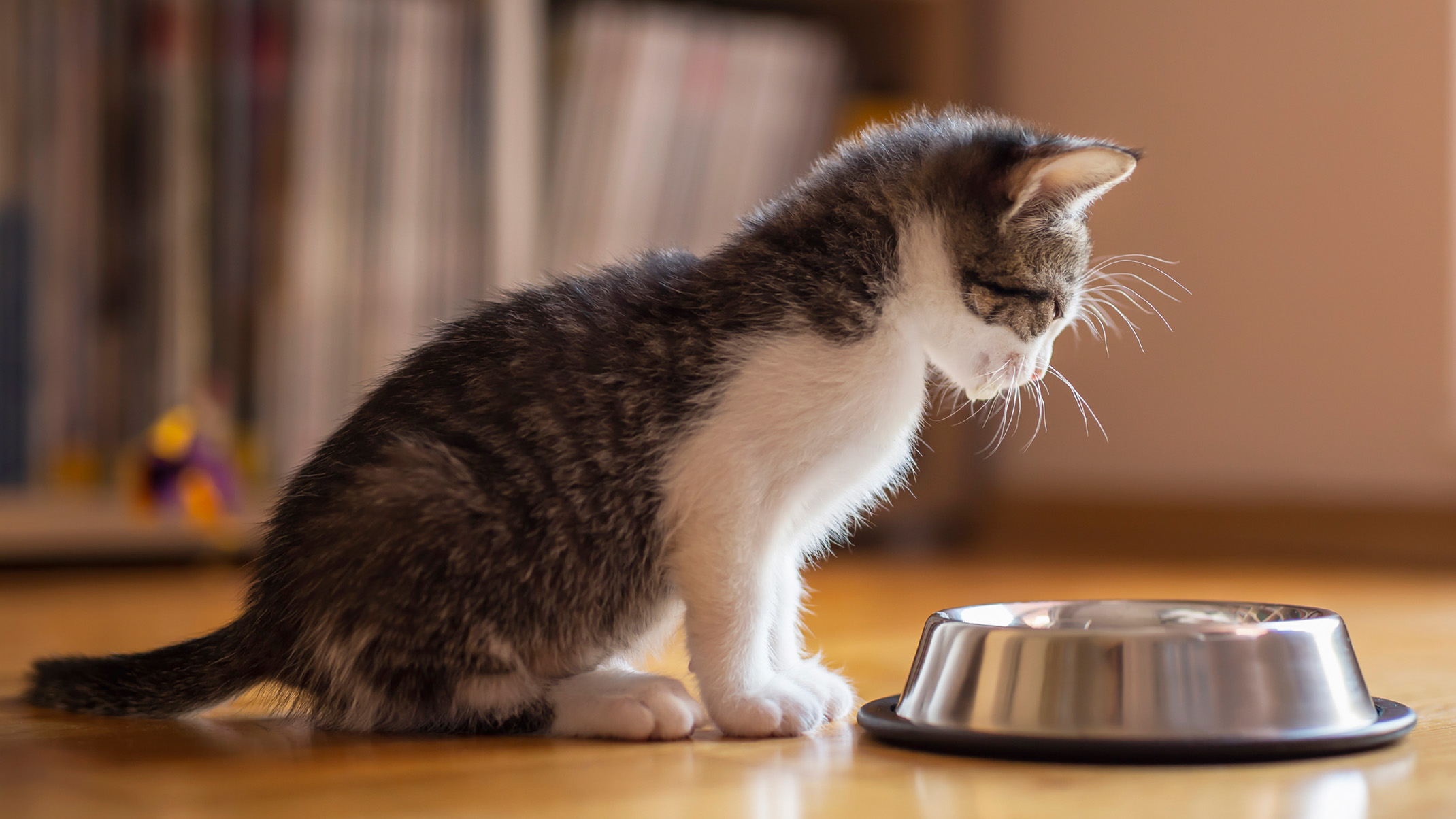 A small tabby and white kitten sitting on a wooden floor, looking down at a stainless steel bowl