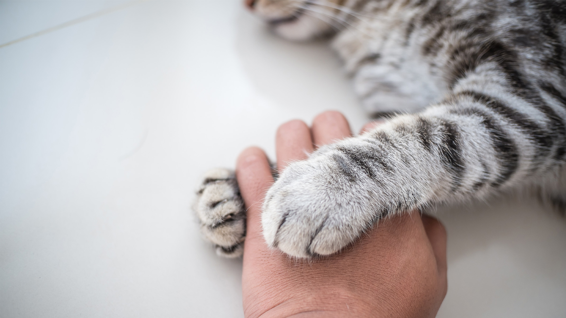A person's hand gently holding the paw of a resting tabby cat