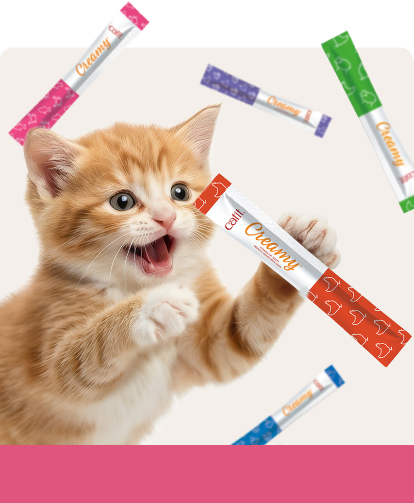 A ginger kitten excitedly reaching for a Catit Creamy lickable treat tube