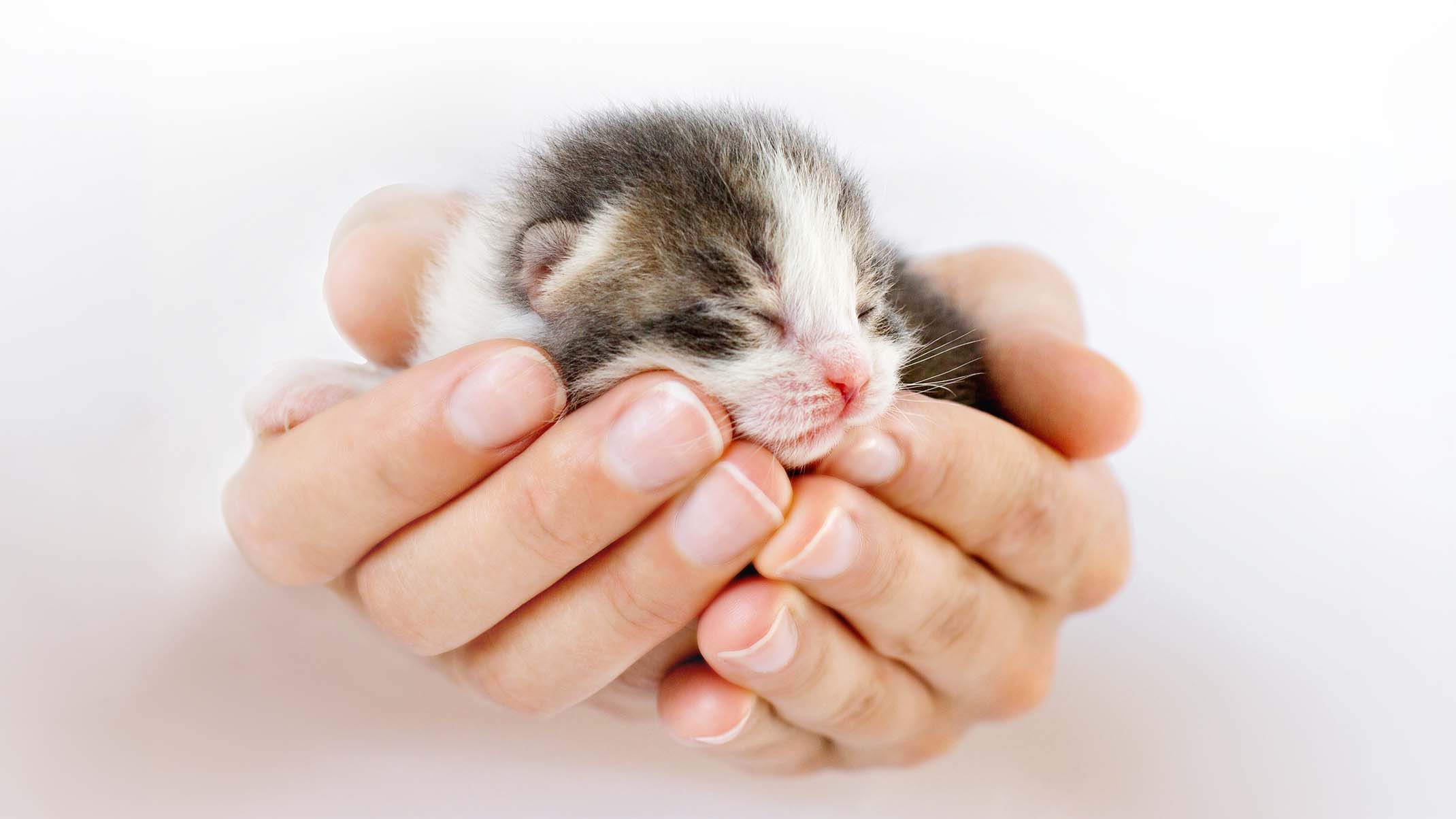 A tiny newborn kitten resting safely in a pair of cupped hands