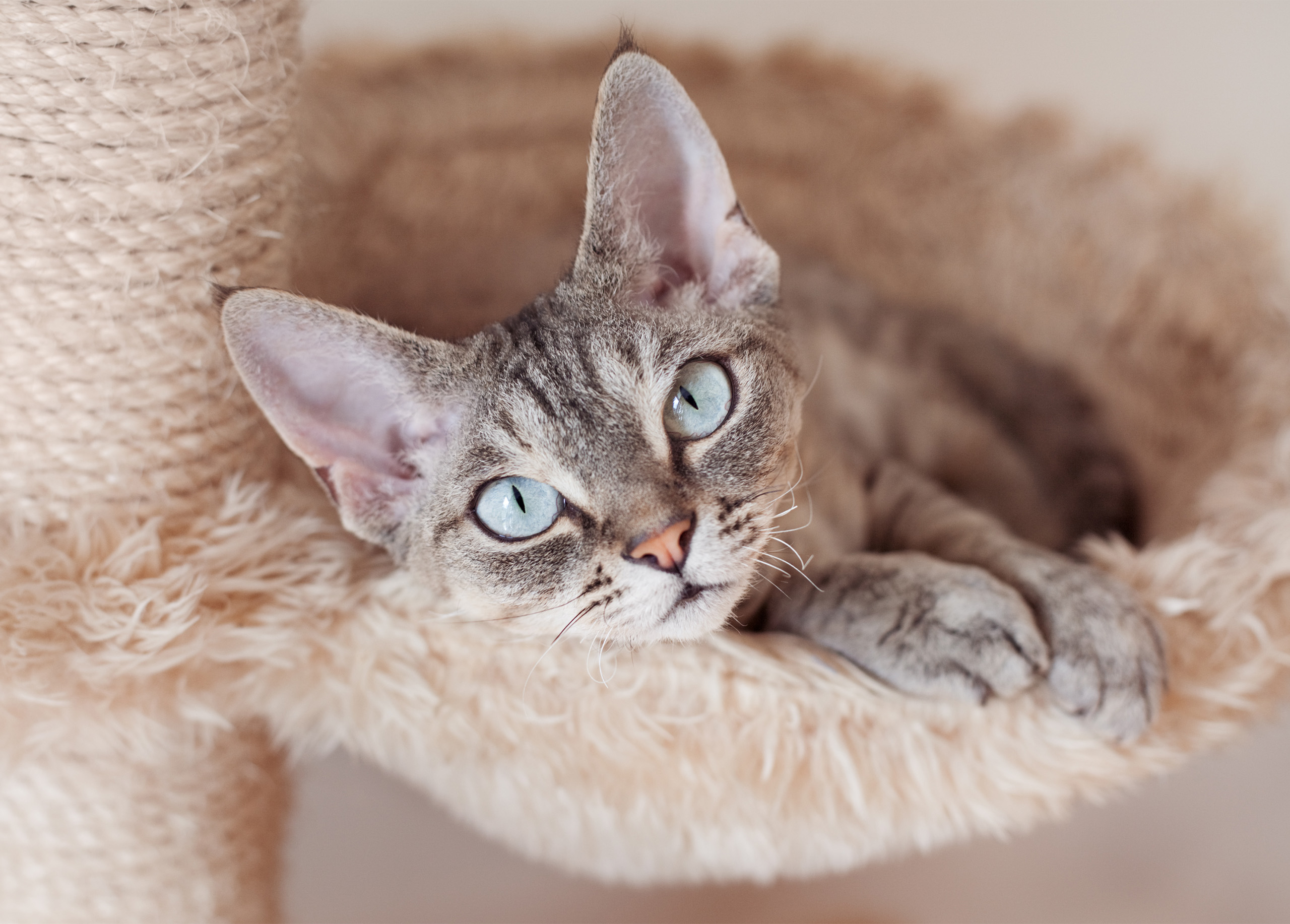 A Devon Rex cat with large ears and blue eyes resting in a plush cat tree bed